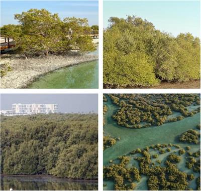 Spatiotemporal Mapping and Monitoring of Mangrove Forests Changes From 1990 to 2019 in the Northern Emirates, UAE Using Random Forest, Kernel Logistic Regression and Naive Bayes Tree Models